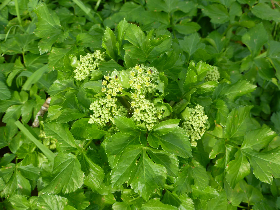 Smyrnium olusatrum